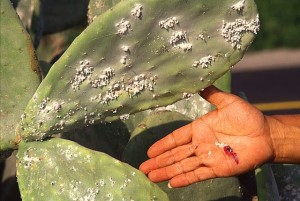 Cochineal insects on Opuntia cactus